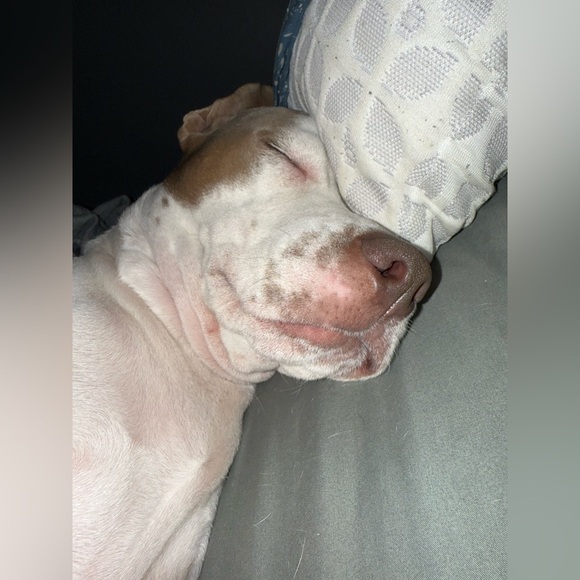 Bowie’s Treat Jar +Free Shipping!! - Picture 11 of 15